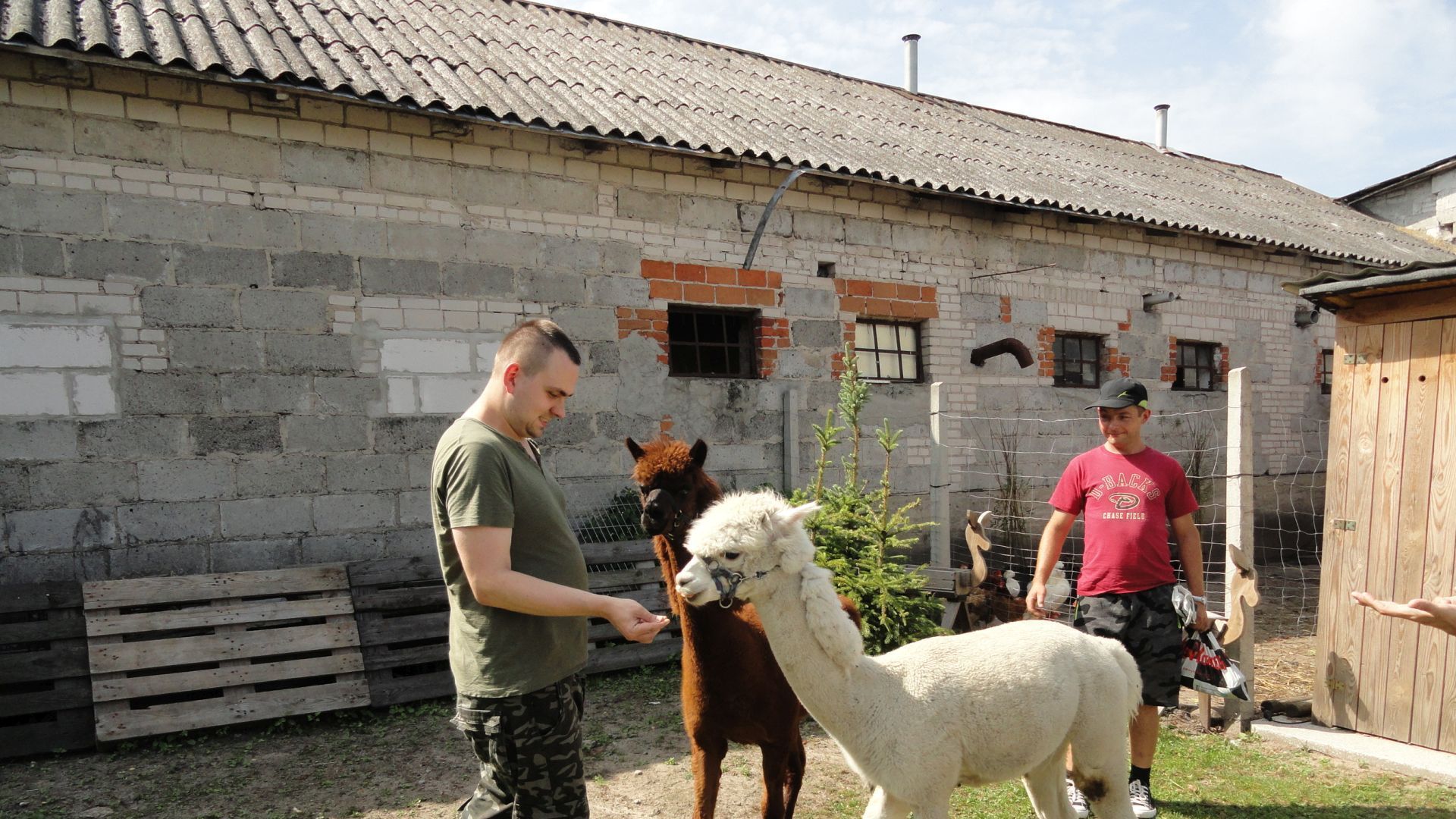 Paweł K. Karmiący alpaki.