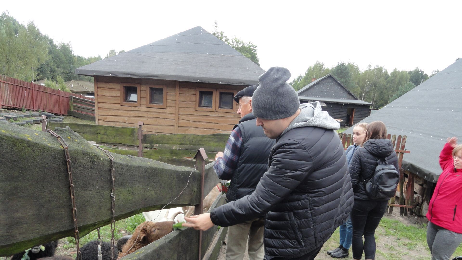 Artur D. karmiący owce. 