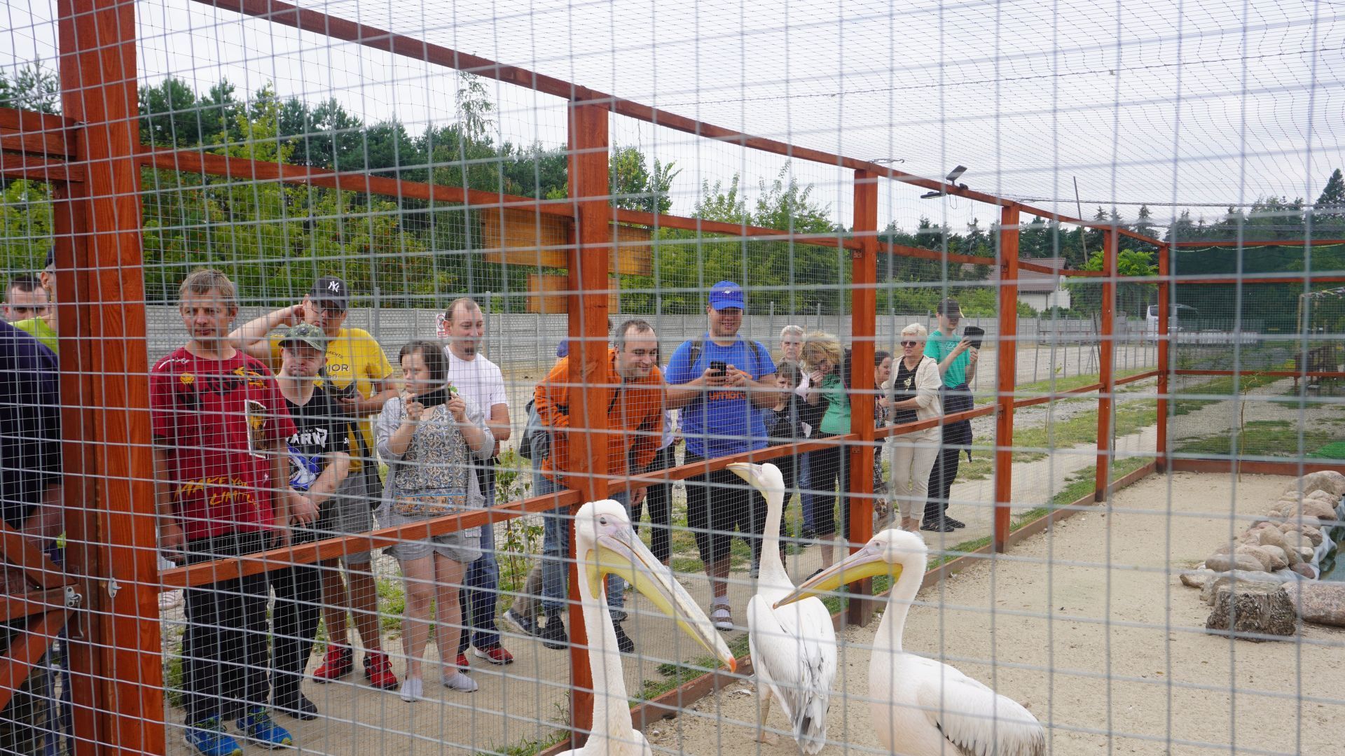 Uczestnicy oglądają pelikany w Mini Zoo na ''Farmie Goławice''.