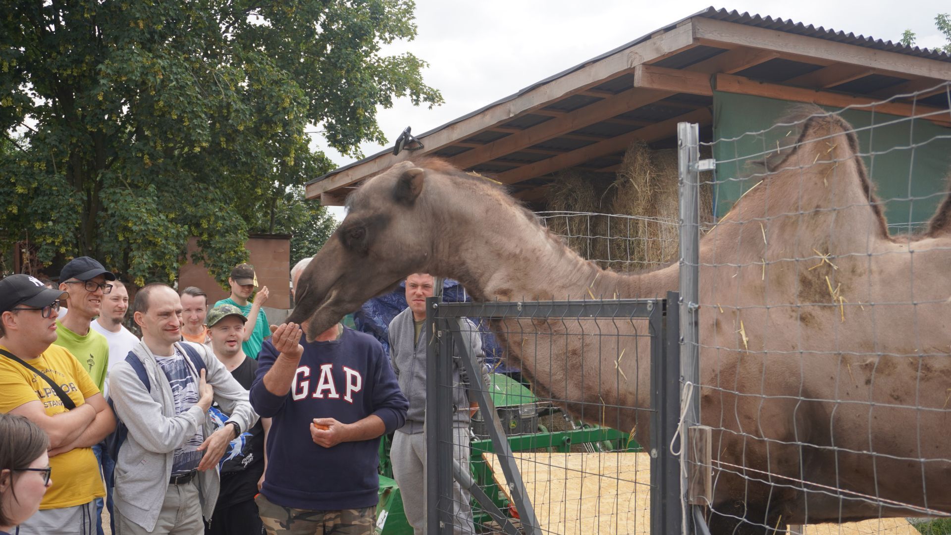 Uczestnicy oglądają wielbłąda w Mini Zoo na ''Farmie Goławice''.