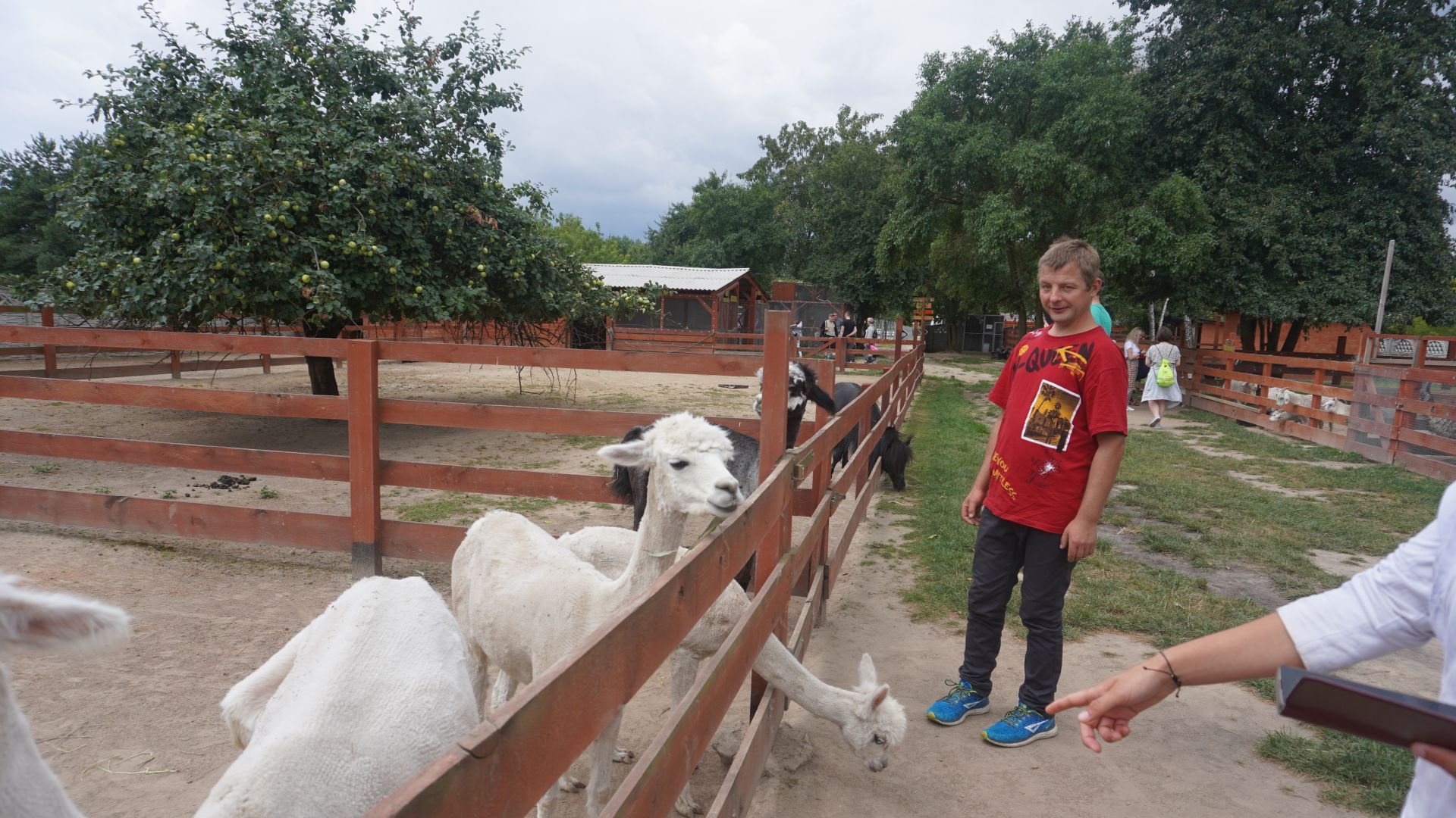 Uczestnik Rafał ogląda lamy w Mini Zoo na ''Farmie Goławice''.