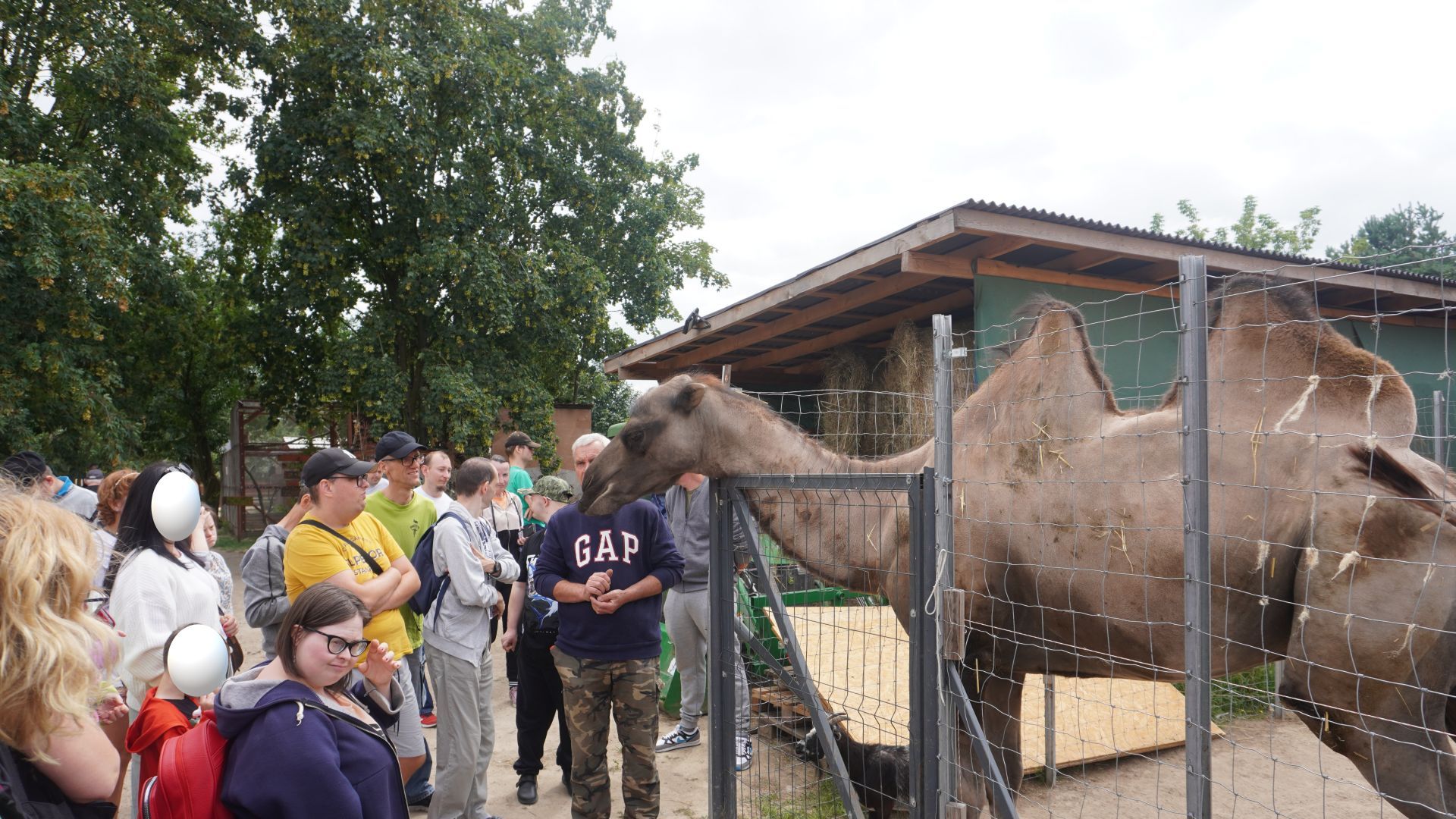 Uczestnicy oglądają wielbłąda w Mini Zoo na ''Farmie Goławice''.