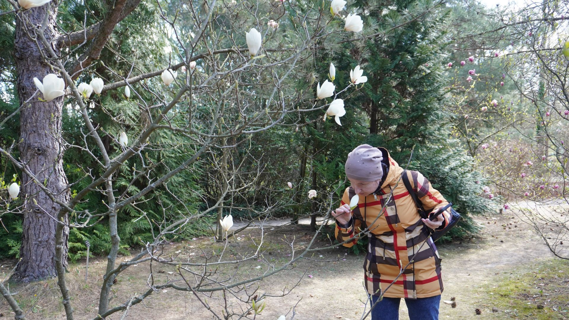 Uczestniczka Anna Cz. wącha kwiat magnolii w Ogrodzie Botanicznym w Powsinie. 